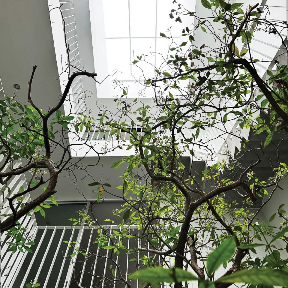 การออกแบบสวนกลางบ้าน